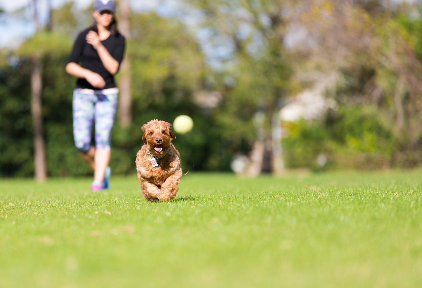 Miniature Goldendoodle Playing Fetch